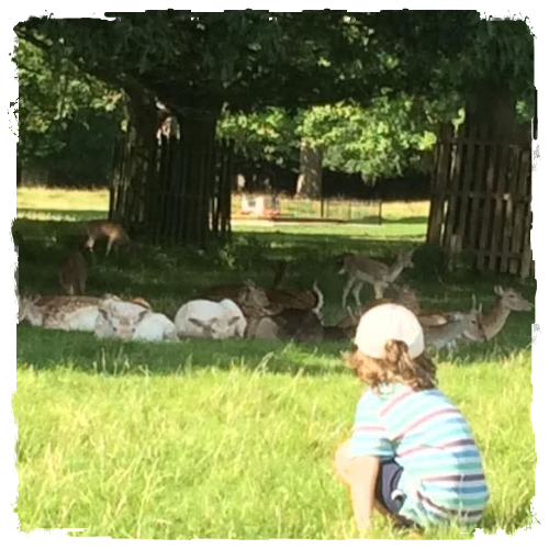 Tyler sat watching a herd of deers